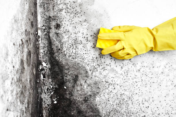 Best Mold Damage Repair  in Ramsey, MN