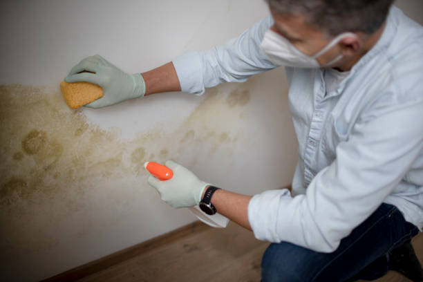 Best Residential Mold Removal  in Ramsey, MN