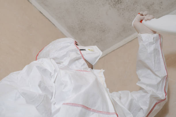 Best Attic Mold Removal  in Ramsey, MN