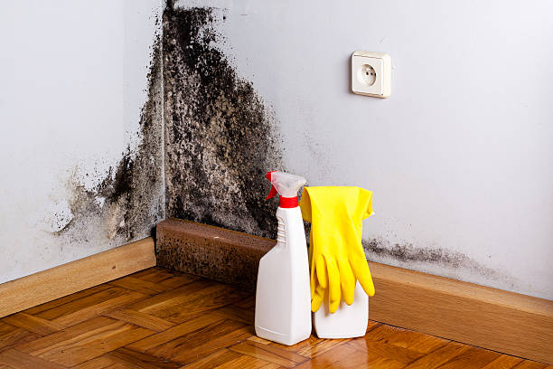 Best Certified Mold Removal  in Ramsey, MN