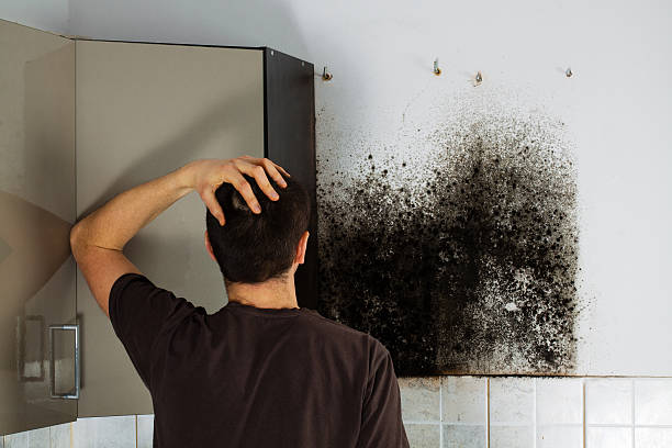 Home Mold Removal in Ramsey, MN