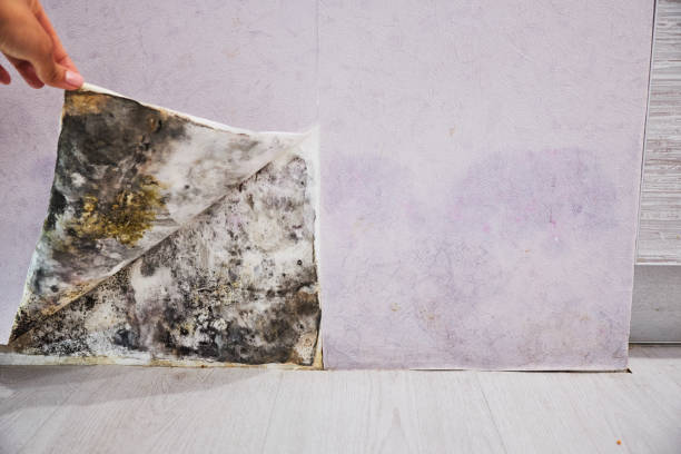 Best Best Mold Removal Companies  in Ramsey, MN